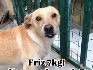 Meticcio cani ADOZ.D cuore: investito,lasciato a morire, scodinz - Annuncio 34