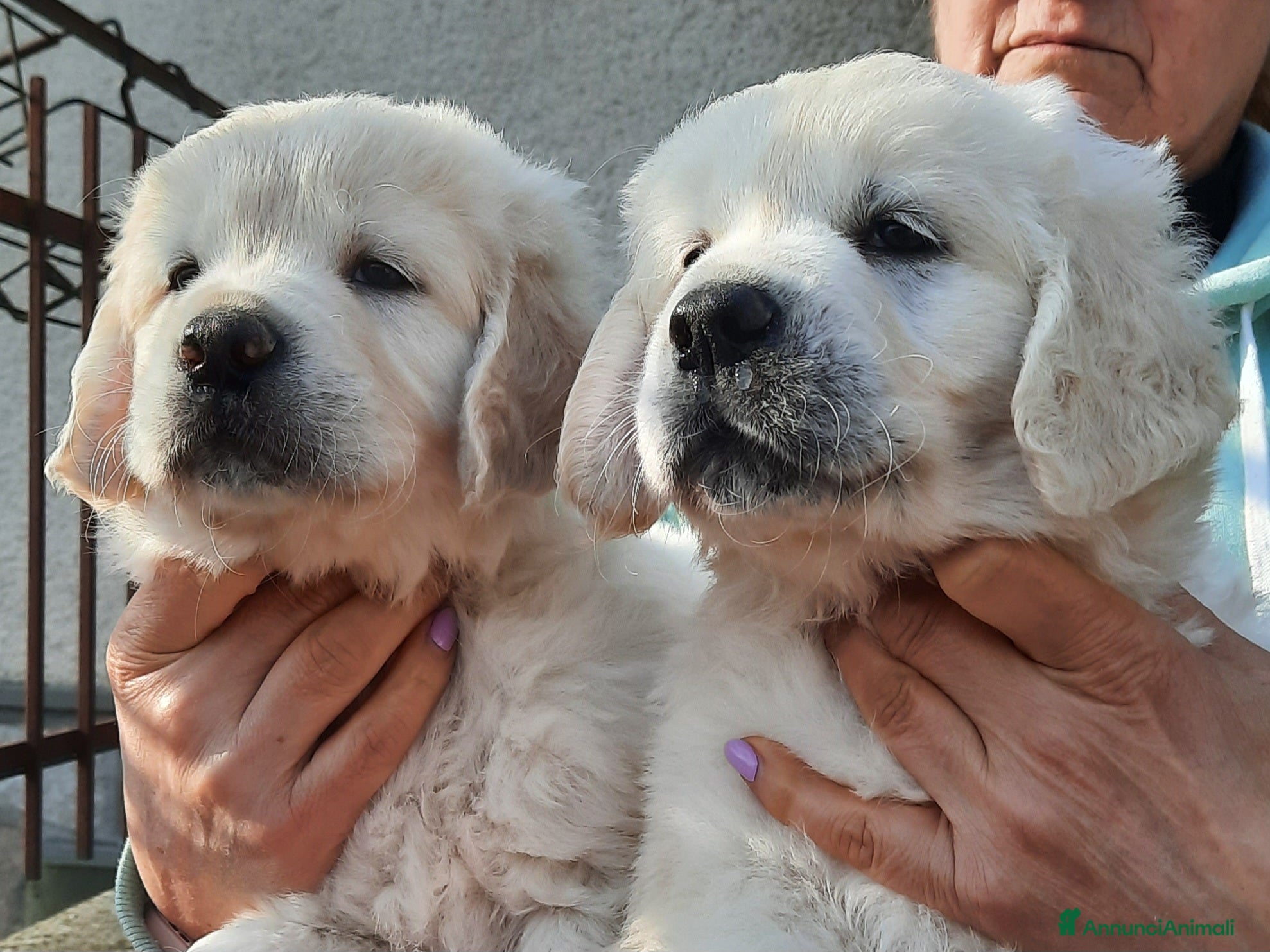Golden Retriever cani Cuccioli di Golden Retriever di linea inglese - Annuncio 11