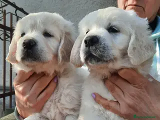 Golden Retriever cani Cuccioli di Golden Retriever di linea inglese - Annuncio 11