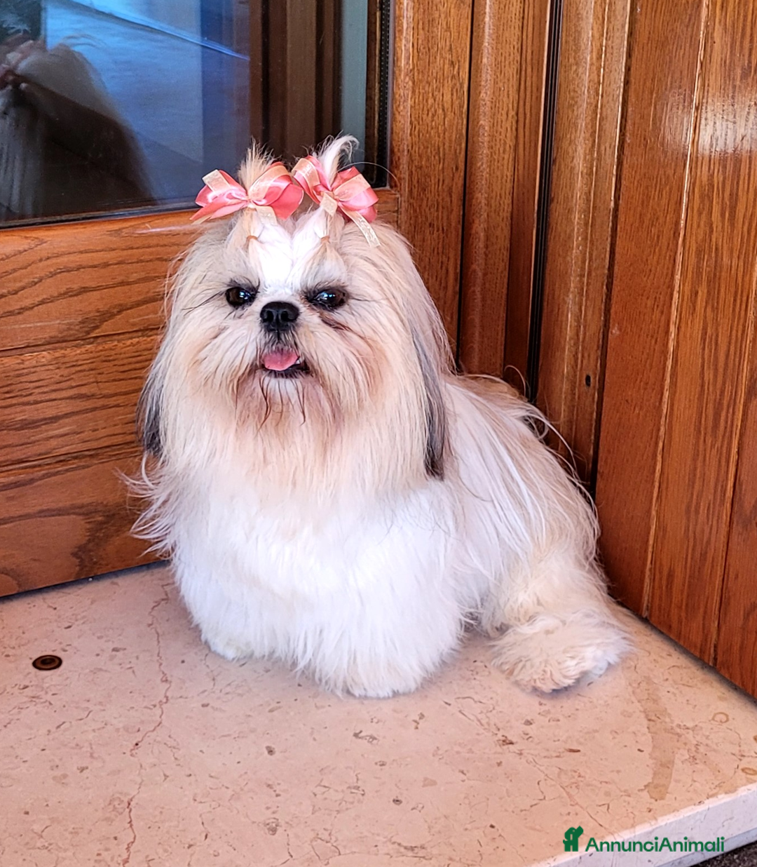 Shih Tzu cani in vendita: SHITH TZU - Annuncio 2