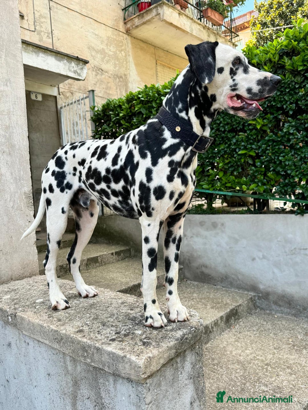 Dalmata cani per accoppiamento: Dalmata maschio per accoppiamento a Provincia di Viterbo - Immagine 4