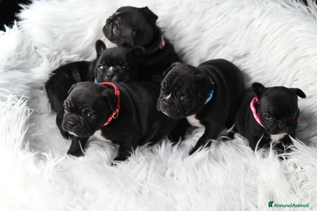 Bulldog Francese cani in vendita: Cuccioli di bulldog francese Brindle  - Annuncio 2