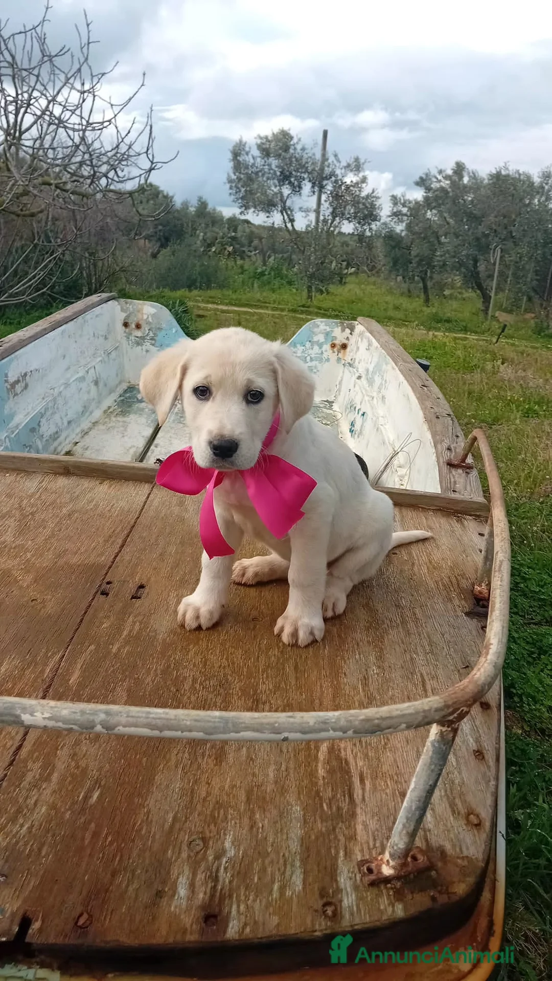 Altre razze cani in regalo: HAKUNA, MATATA E TIMON - Annuncio 3