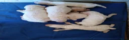 Lagotto cani in vendita: Lagotti  - Annuncio 4