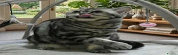 British gatti in vendita: Rehoming British Shorthair con pedigree  - Annuncio 3