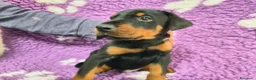 Dobermann cani in vendita: Cuccioli dobermann - Annuncio 2