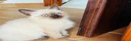 Siamese gatti in vendita: Siamese  - Annuncio 6