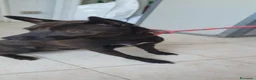 Pinscher Tedesco cani in regalo: Blake, pinscher Tedesco Mix in Canile a Catania - Annuncio 3