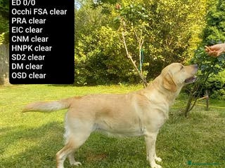 Labrador cani Cuccioli labrador provincia di Grosseto - Annuncio 1