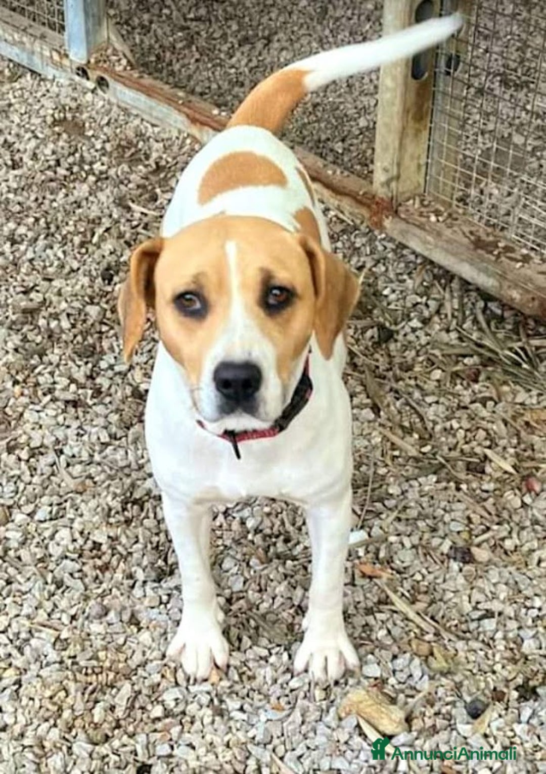 Beagle cani in regalo: 4 anni VENERA, simil beagle - Annuncio 5