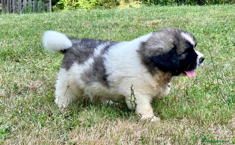 Mastino dei Pirenei cani a Provincia di Alessandria - Annuncio 1