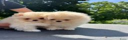 Volpino Pomerania cani in vendita: Volpino di Pomerania  - Annuncio 4