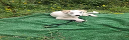 Meticcio cani in regalo: Eda cerca casa 🏡 a Provincia di Monza e della Brianza - Annuncio 4
