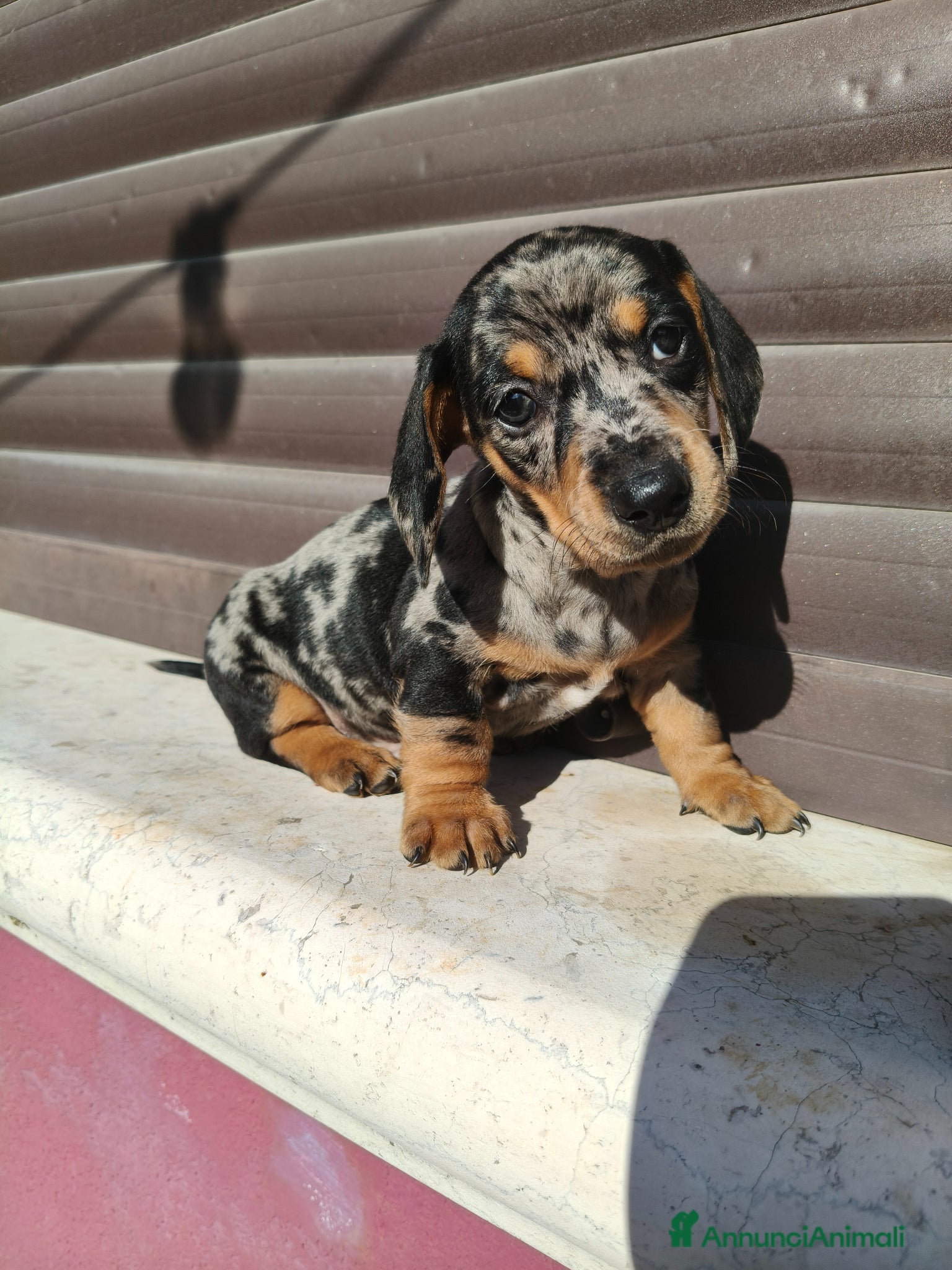 Bassotto cani Bassotto maschio  - Annuncio 1