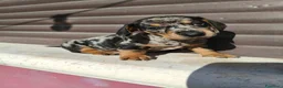 Bassotto cani in vendita: Bassotto maschio  - Annuncio 1