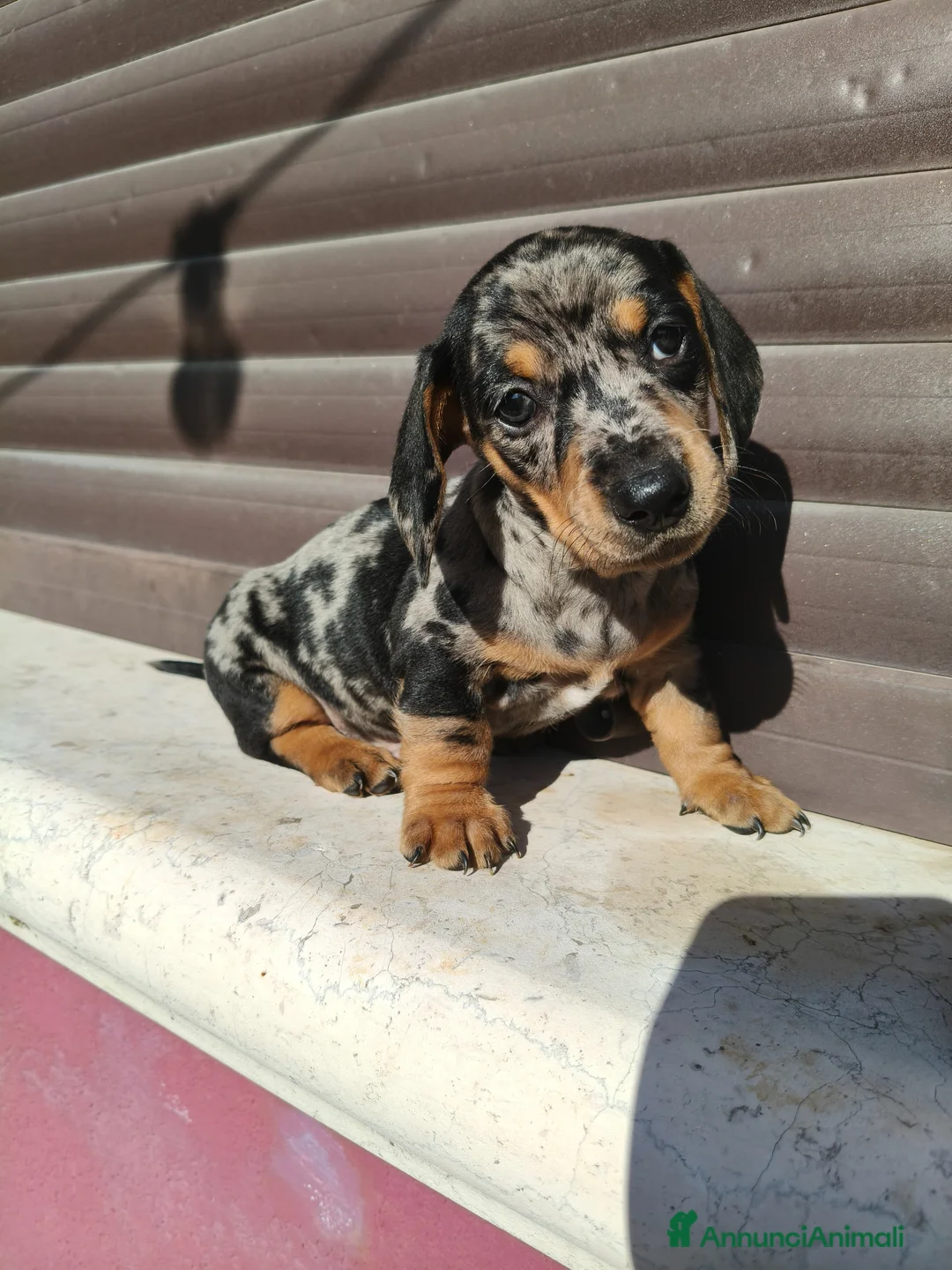 Bassotto cani in vendita: Bassotto maschio  - Annuncio 1