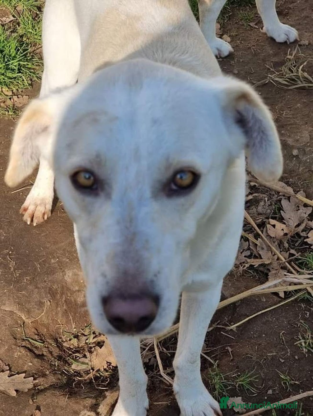 Meticcio cani in regalo: BLANCO TAGLIA MEDIA DOLCE E SIMPATICO - Annuncio 10