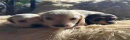 Bassotto cani in vendita: bassotti pelo lungo color crema - Annuncio 6