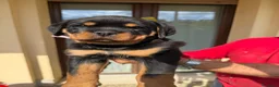 Rottweiler cani in vendita: Cucciolo rottweiler  con pedigree  - Annuncio 4