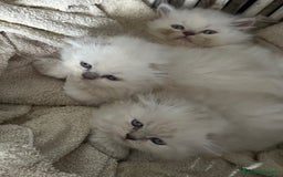 Scottish gatti in vendita: scottish longhair in vendita a Città Metropolitana di Firenze - Immagine 3