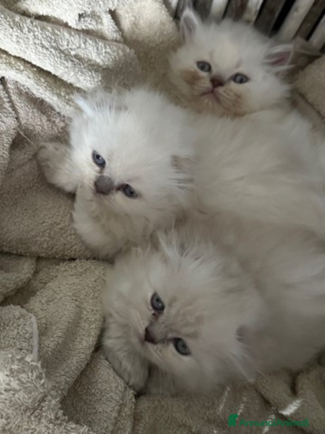 Scottish gatti in vendita: scottish longhair in vendita a Città Metropolitana di Firenze - Immagine 3