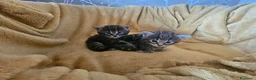 Maine Coon gatti in vendita: Bellissimi cuccioli di Maine Coon - Annuncio 5