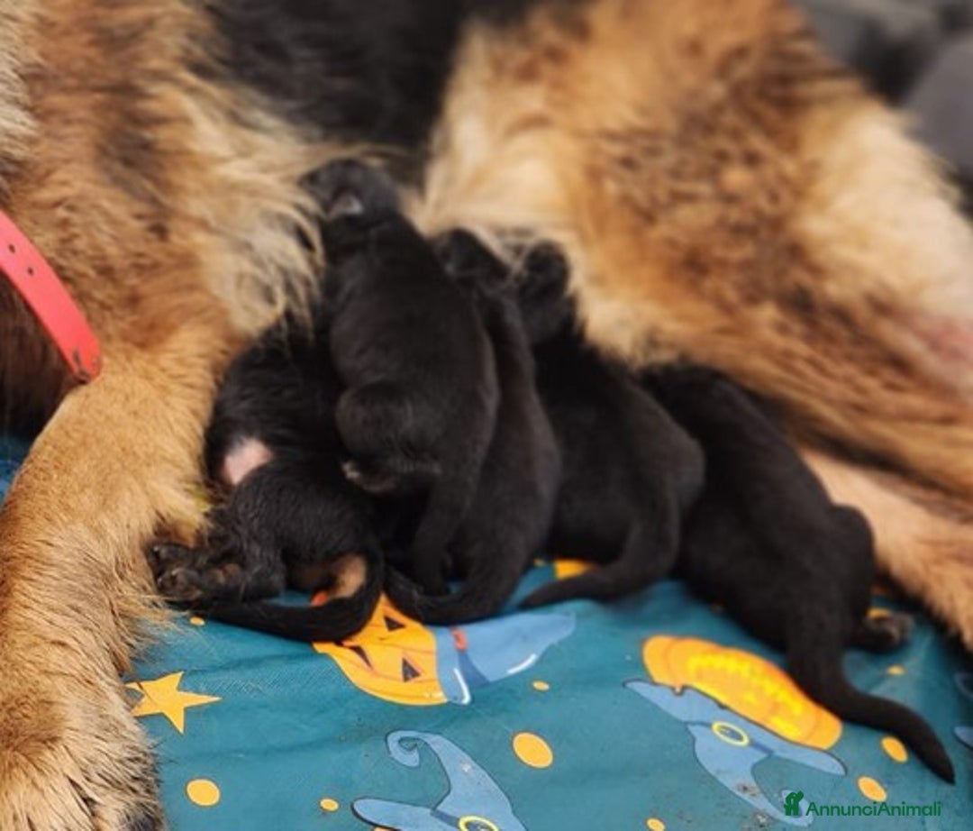 Pastore Tedesco cani in vendita: cuccioli di pastore tedesco - Annuncio 1