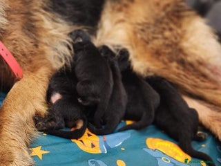 Pastore Tedesco cani cuccioli di pastore tedesco - Annuncio 21