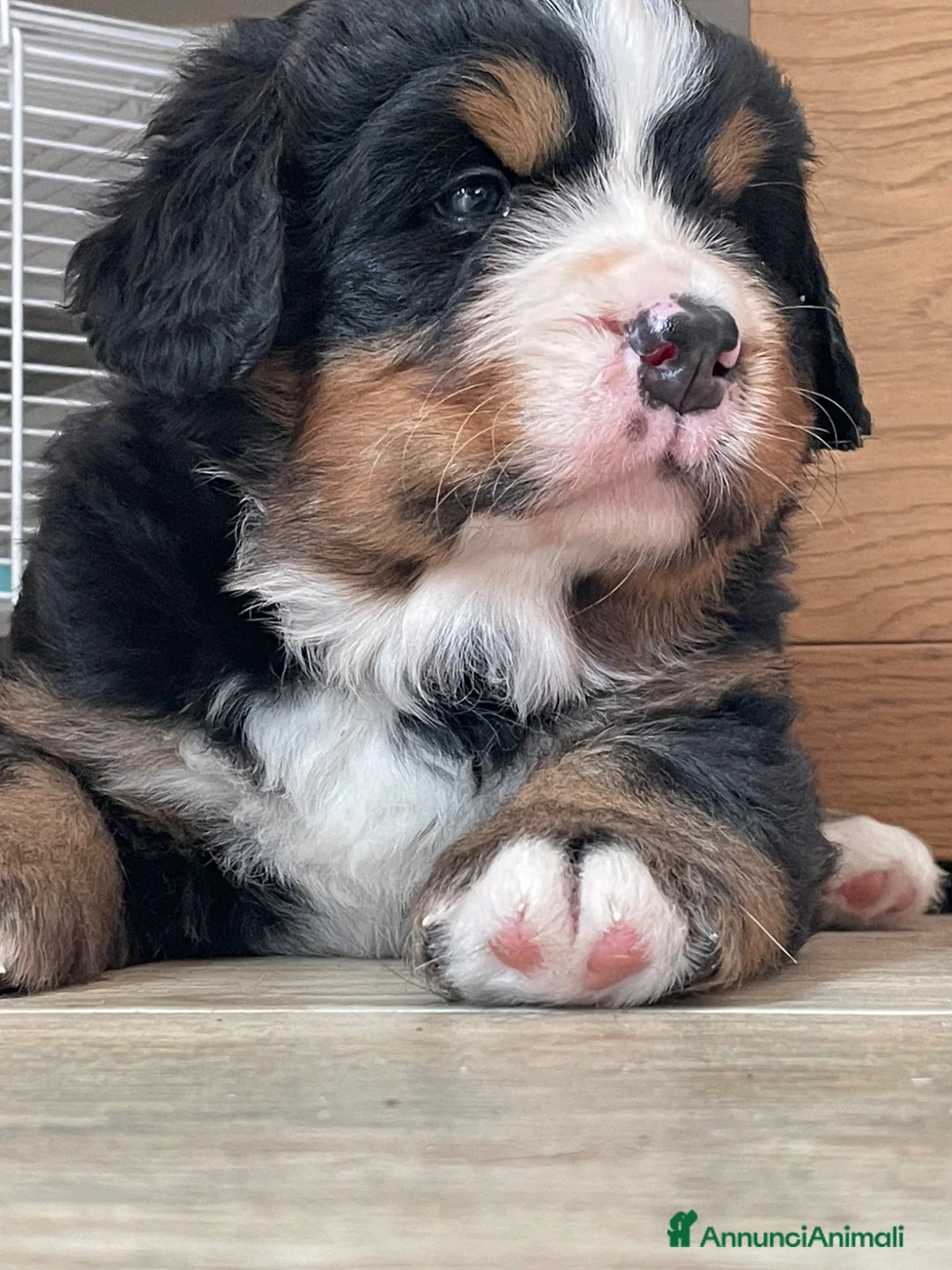 Bovaro del Bernese cani in vendita: Disponibile cucciolo bovaro del bernese  - Annuncio 1