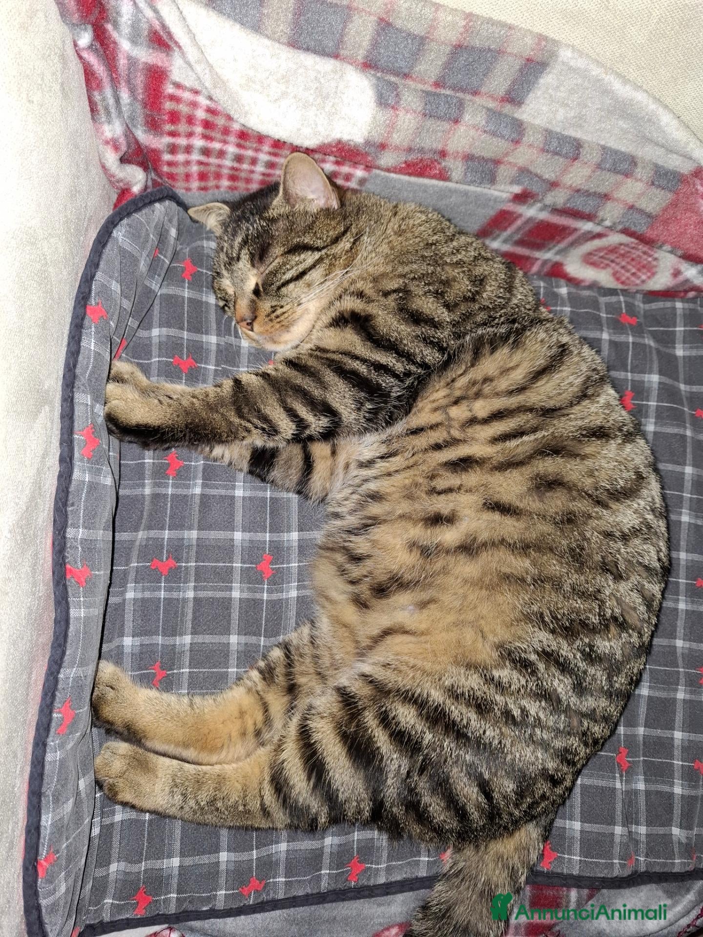 Europeo gatti Gatto cerca casa - Annuncio 21