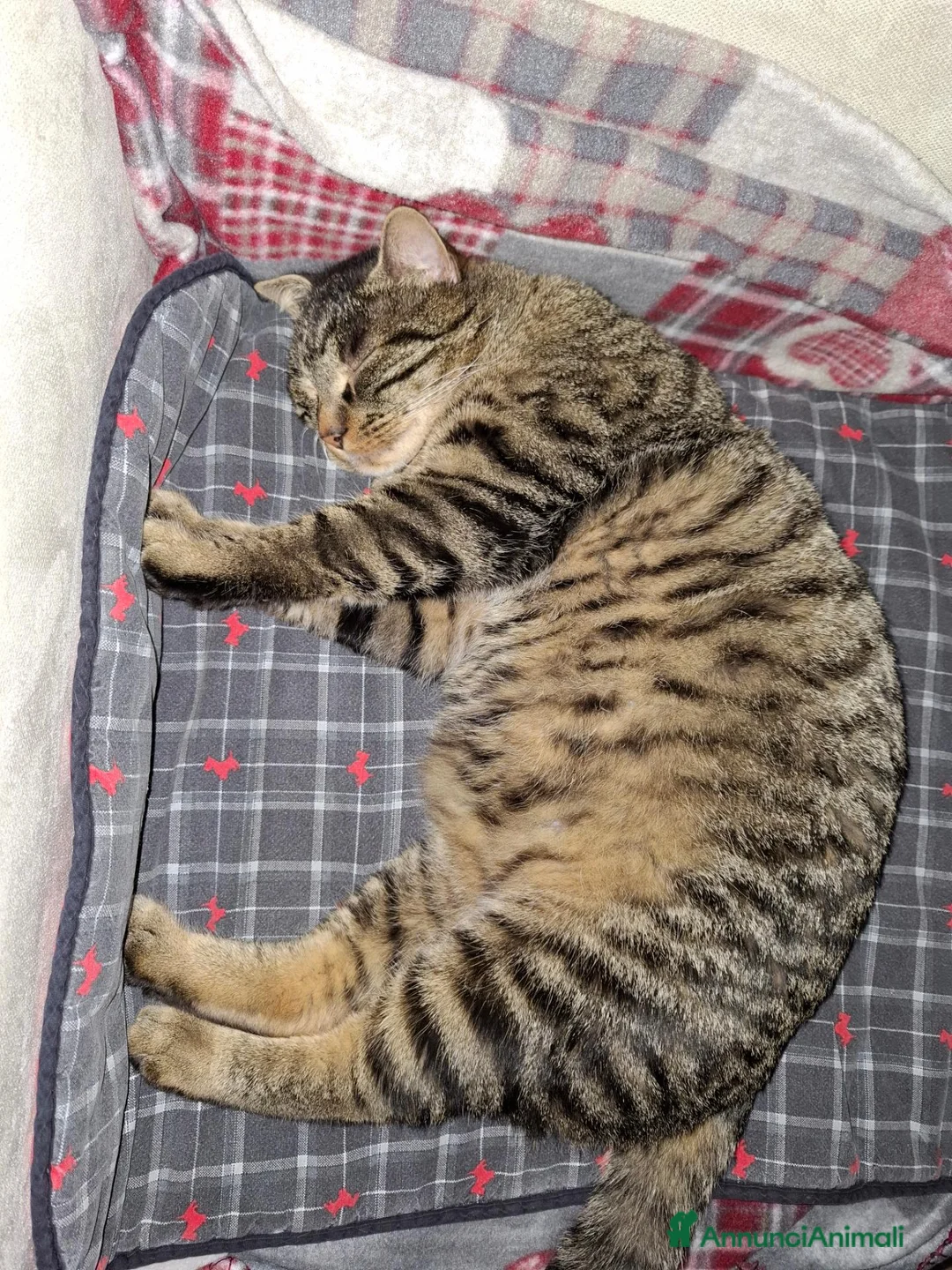 Europeo gatti in regalo: Gatto cerca casa - Annuncio 1