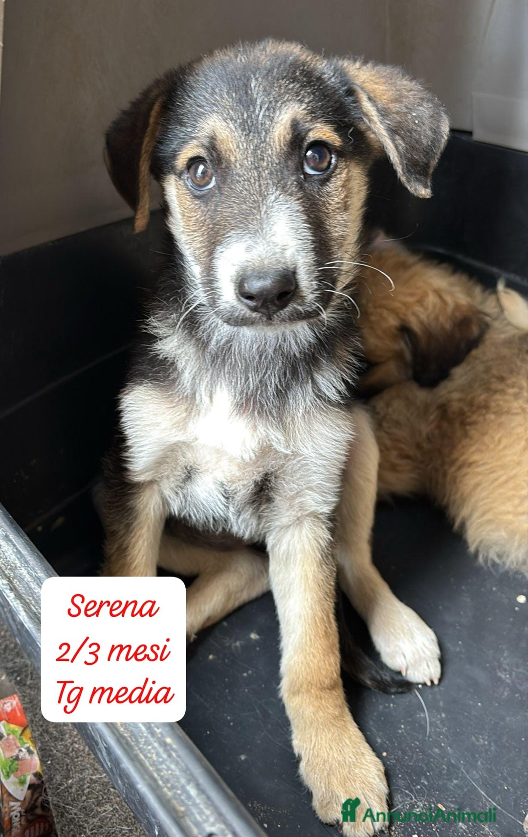 Meticcio cani in regalo: Adozioni cuccioli Da salvare  - Annuncio 1