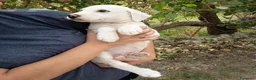 Meticcio cani in regalo: Cucciolo di taglia media  - Annuncio 3