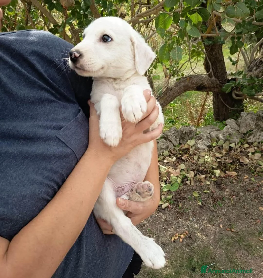 Meticcio cani in regalo: Cucciolo di taglia media  - Annuncio 3