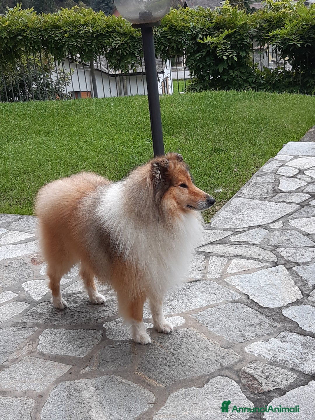 Collie cani per accoppiamento: Cerco Pastore scozzese femmina per accoppiamento - Annuncio 3