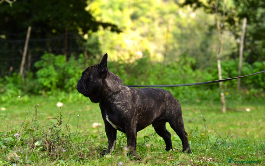 Bulldog Francese cani in vendita: Maschio bringee  - Annuncio 4