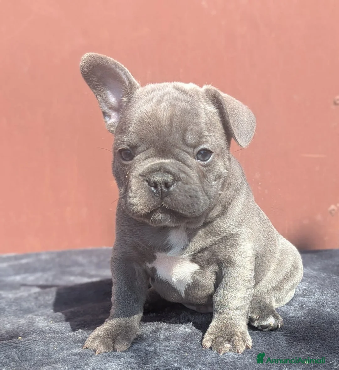 Bulldog Francese cani in vendita: Bulldog francesi merle tan - Annuncio 2