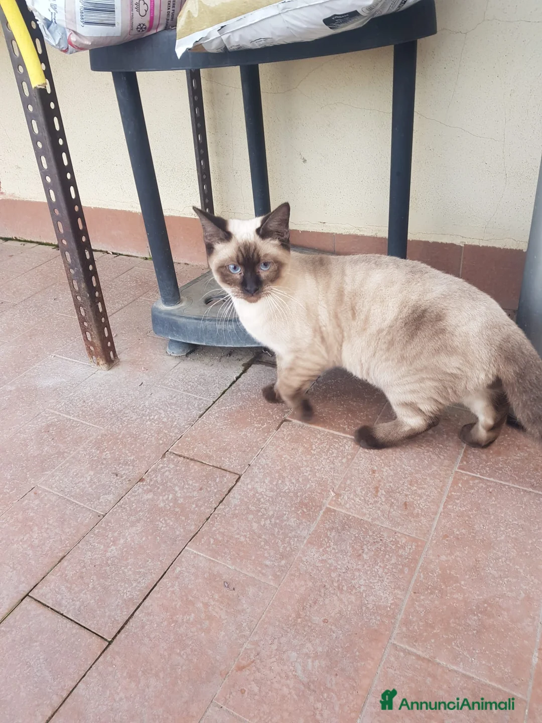 Siamese gatti in vendita: Siamese - Annuncio 1