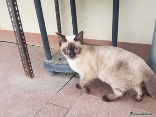 Siamese gatti Siamese - Annuncio 6