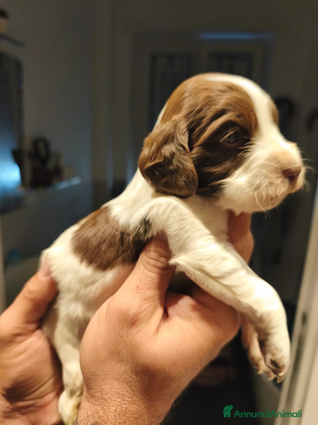 Cocker cani in vendita: Working cocker spaniel inglese  a Città metropolitana di Roma Capitale - Annuncio 2