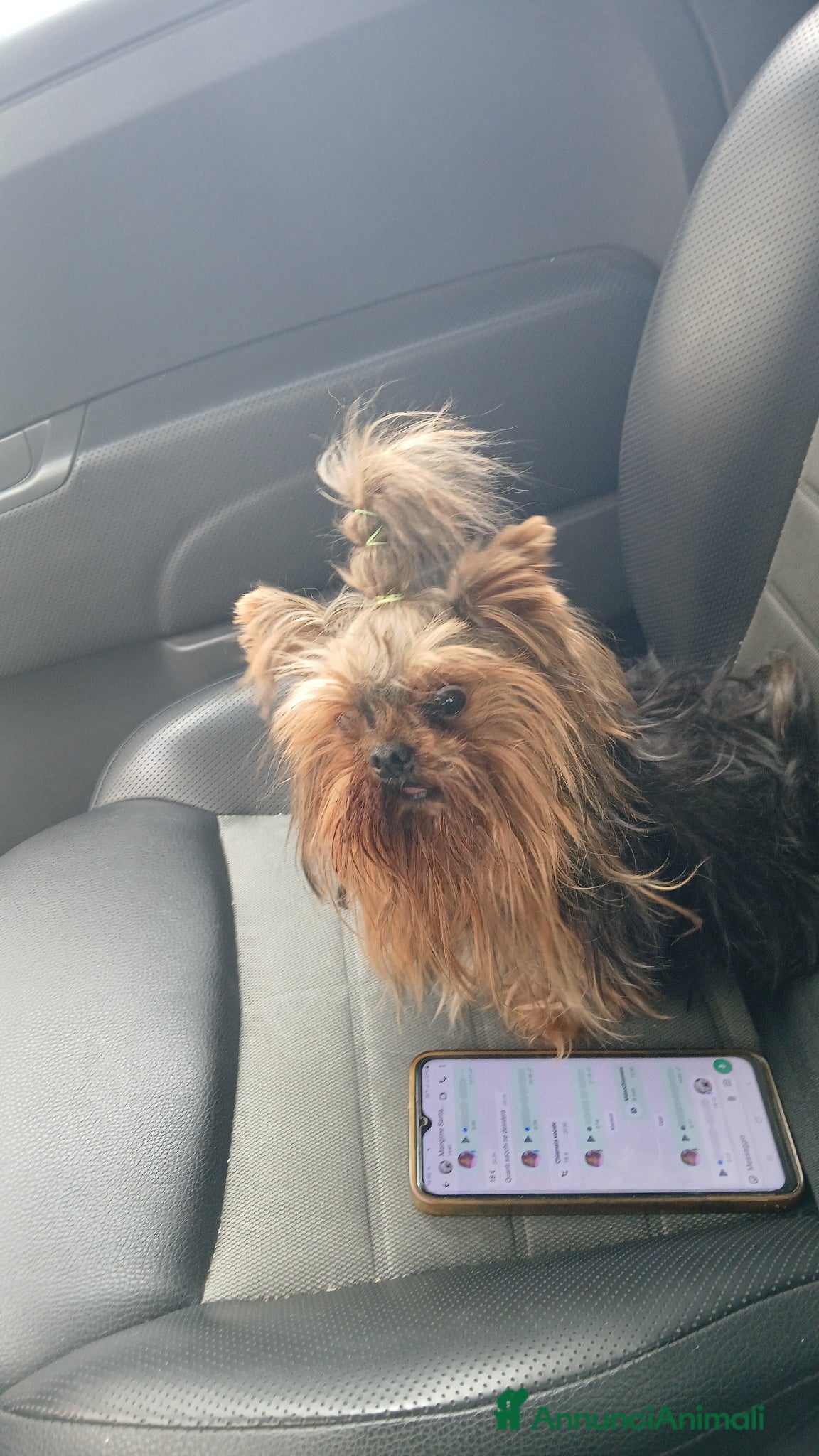 Yorkshire cani Yorkshire piccola taglia - Annuncio 1