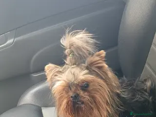 Yorkshire cani Yorkshire piccola taglia - Annuncio 1