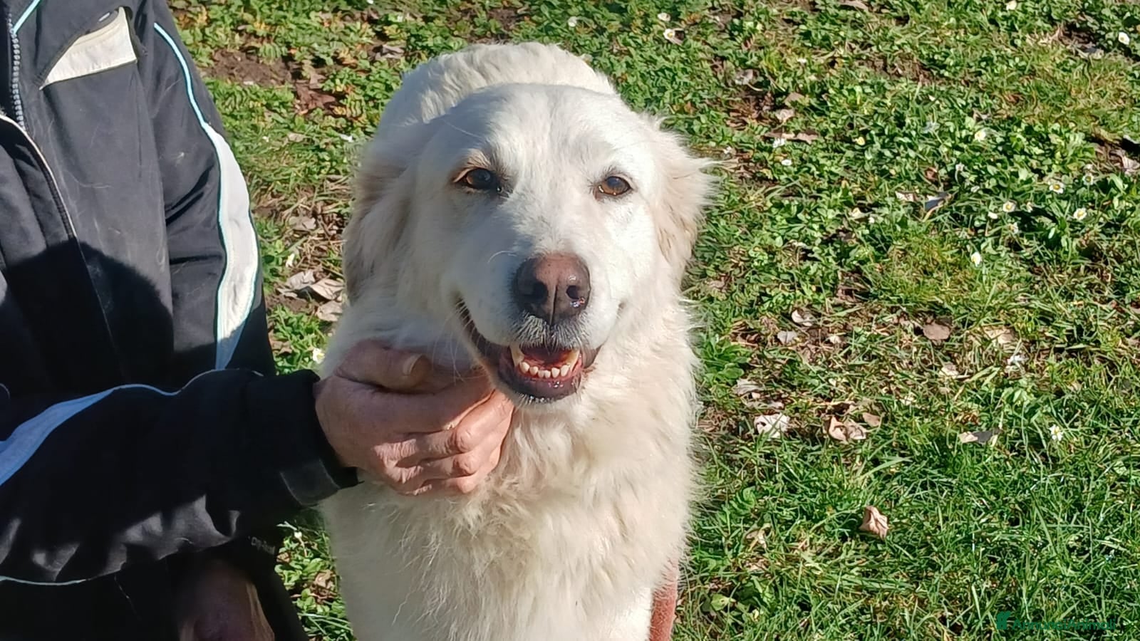 Meticcio cani LA DOLCISSIMA MARGHERITA HA BISOGNO DI TE - Annuncio 22