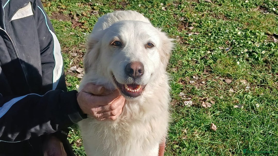 Meticcio cani in regalo: LA DOLCISSIMA MARGHERITA HA BISOGNO DI TE - Annuncio 1