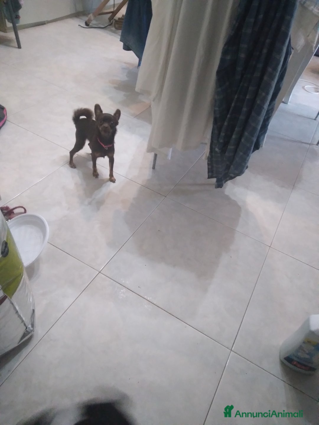 Chihuahua cani in vendita: Chiuhuahua  - Annuncio 3