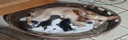 Chihuahua cani in vendita: chihuahua - Annuncio 2