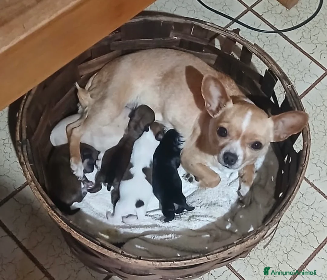 Chihuahua cani in vendita: chihuahua - Annuncio 2