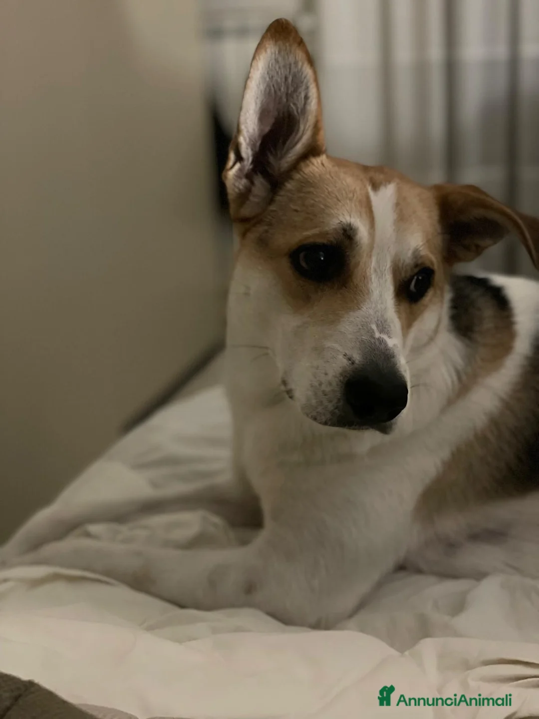 Meticcio cani in regalo: India cerca nuova famiglia  - Annuncio 6