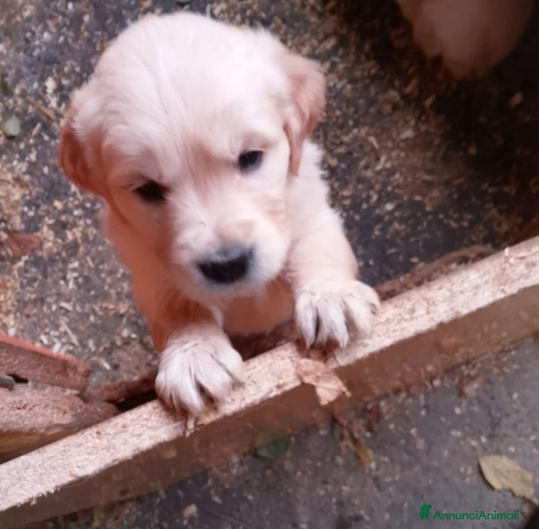 Golden Retriever cani in vendita: Cuccioli Golden retriever - Annuncio 5