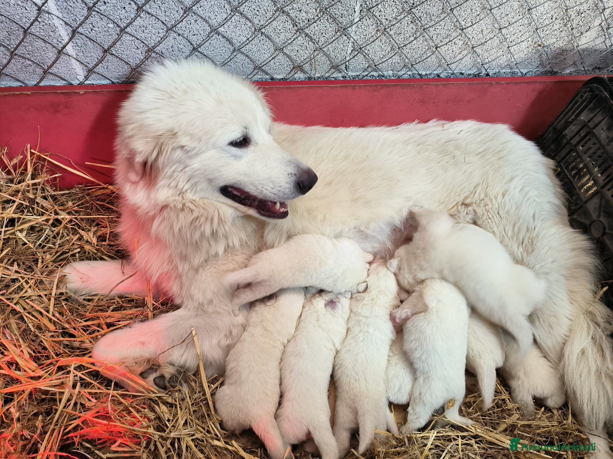 Pastore Abbruzzese Maremmano cani in vendita: Cucciolo di pastore maremmano abruzzese  a Città Metropolitana di Bari - Annuncio 10